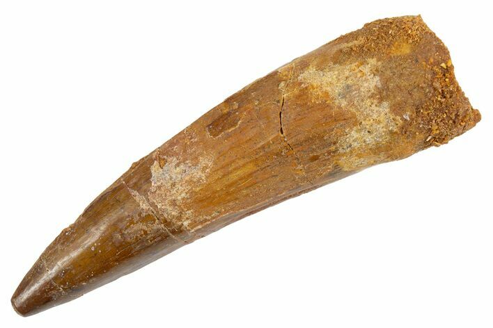 Fossil Spinosaurus Tooth - Real Dinosaur Tooth #305760